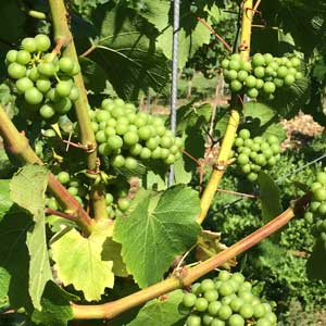 grapes ripening in the sun