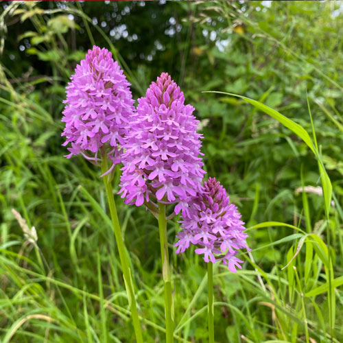 Orchids in wildflower meadow next to vineyard 2022