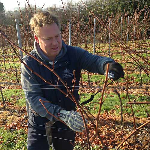 Andy the farm manager pruning 