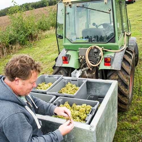 Andy inspects the First harvest Chardonnay grape 2015