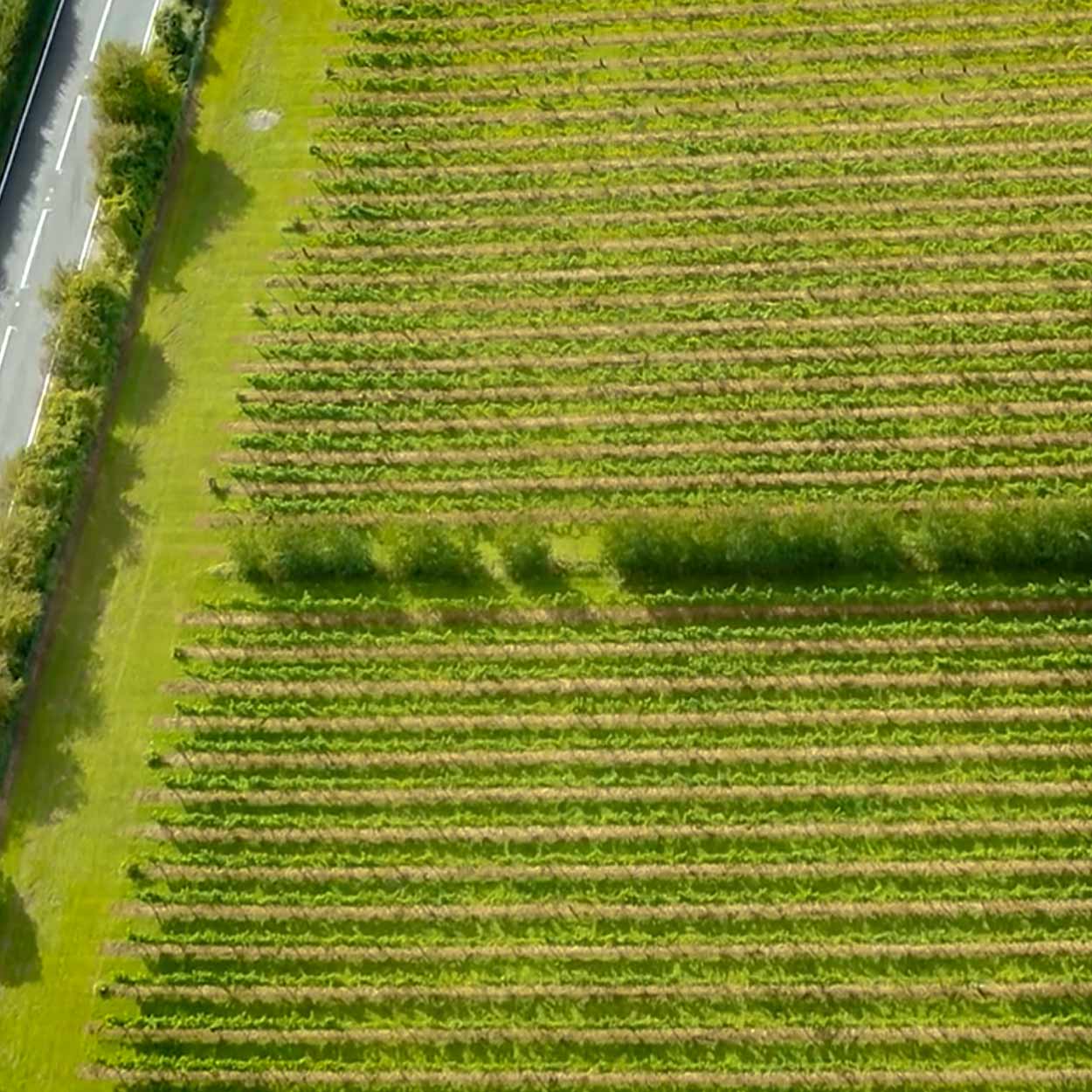 drone film of chartham vineyard