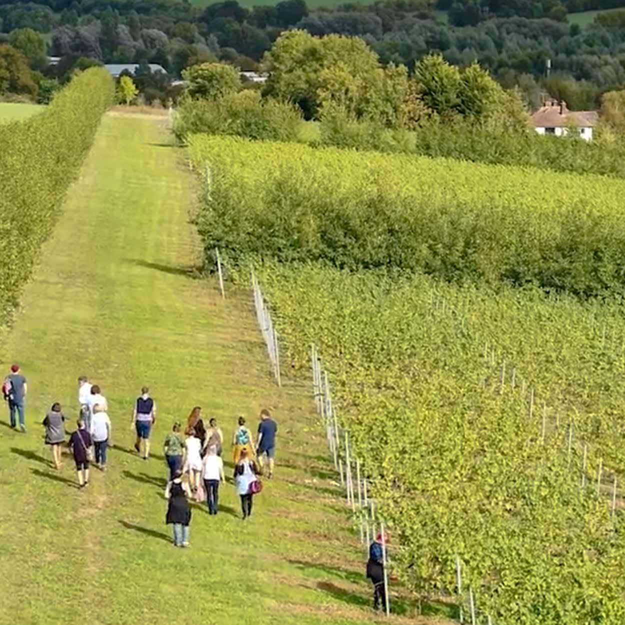 visit chartham vineyard