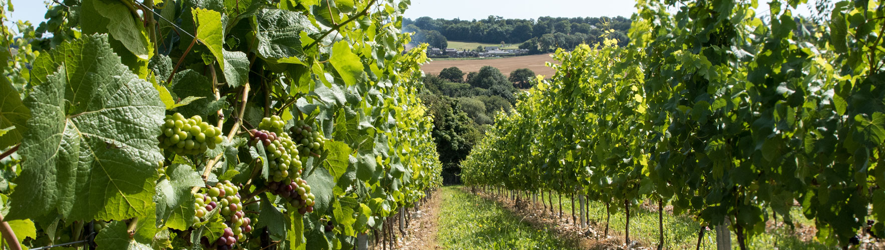 view across vines to chartham hatch